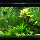 Bể cá cảnh tài lộc phong thủy đẹp Bể cá cảnh tài lộc phong thủy đẹp