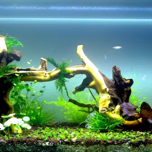 Khám phá thế giới thủy sinh