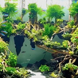 Hồ cây thủy sinh rừng bay trang trí đẹp