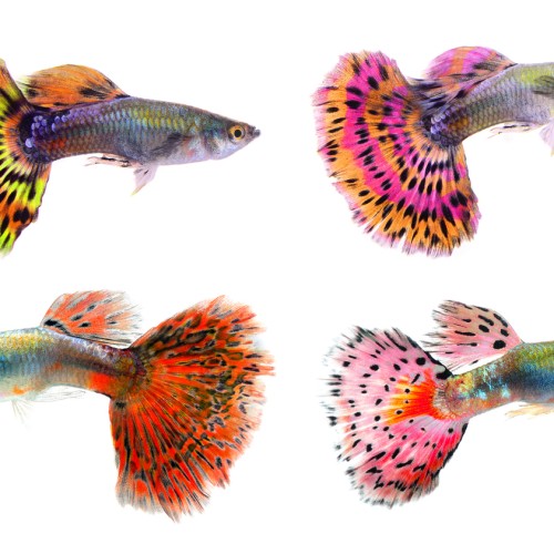 Cá bảy màu guppy