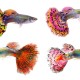 Cá Bảy Màu Guppy cảnh đẹp dễ nuôi cho hồ cá thủy sinh Cá Bảy Màu Guppy cảnh đẹp dễ nuôi cho hồ cá thủy sinh