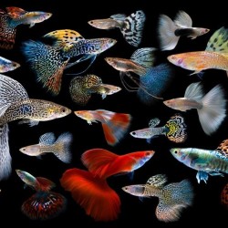 Cá Bảy Màu Guppy cảnh đẹp dễ nuôi cho hồ cá thủy sinh