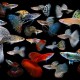 Cá Bảy Màu Guppy cảnh đẹp dễ nuôi cho hồ cá thủy sinh Cá Bảy Màu Guppy cảnh đẹp dễ nuôi cho hồ cá thủy sinh
