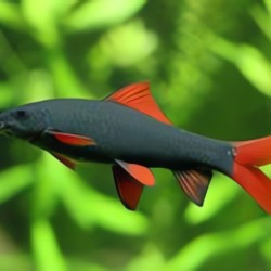 Cá Cảnh Đẹp