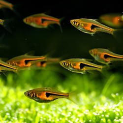 Cá Tam Giác cảnh đẹp cho hồ thủy sinh – cá dễ nuôi cho người mới