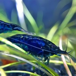 Tép Blue Dream cảnh đẹp cho hồ thủy sinh