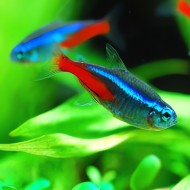 Cá Neon cảnh đẹp dễ nuôi cho hồ cá thủy sinh