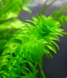Cây Thủy Sinh Hồ Cá