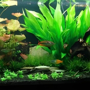 5 bước setup hồ thủy sinh không cần CO2 cực kỳ dễ