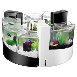 Hồ cá mini treo tường trang trí đẹp Hồ cá mini treo tường trang trí đẹp