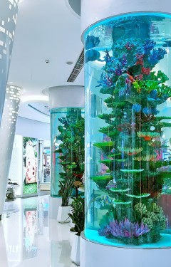 Ho Ca, Thuy Sinh, anh trắng, cá, mi hồng, kim sa, cá betta, cảnh đẹp, canh, loc, dương xỉ, bể cá, bể cá mini, cá 7 màu