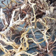 Gỗ lũa Bonsai trang trí hồ thủy sinh Gỗ lũa Bonsai trang trí hồ thủy sinh