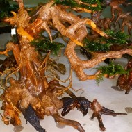 Gỗ lũa Bonsai trang trí hồ thủy sinh