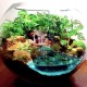 Bể cá thủy sinh mini