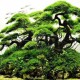 Hồ thủy sinh bonsai