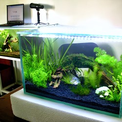 Hồ cá thủy sinh để bàn trang trí đẹp