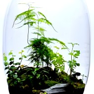 Hồ bán thủy sinh mini để bàn
