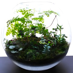 Hồ bán thủy sinh mini để bàn