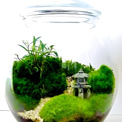 Bể thủy sinh mini trang trí đẹp