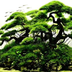 Hồ cây bonsai thủy sinh trang trí đẹp