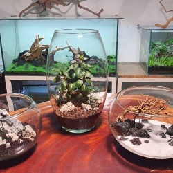 Bể thủy sinh mini tròn để bàn