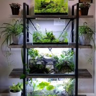 Bể cá mini đẹp cho bàn làm việc Bể cá mini đẹp cho bàn làm việc
