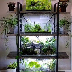 Bể thủy sinh đơn giản đẹp cho hồ cá