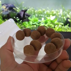 Phân nhét Nuphar cho cây thủy sinh
