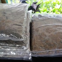 Phân trộn Nuphar cho hồ thủy sinh