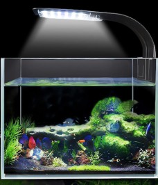 Đèn Led Hồ Cá