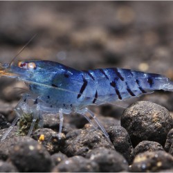Tép Tiger cảnh đẹp cho hồ thủy sinh