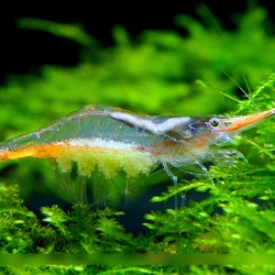 Tép Mũi Đỏ cảnh đẹp cho hồ thủy sinh