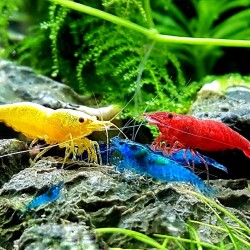 Tép Đỏ Đậm cảnh đẹp cho hồ thủy sinh