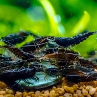 Tép Đen cảnh đẹp cho hồ thủy sinh