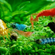 Tép Loạn Màu cảnh đẹp cho hồ thủy sinh