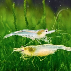 Tép Snowball cảnh đẹp cho hồ thủy sinh