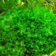Rêu Pelia thủy sinh trang trí hồ cá đẹp