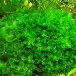 Rêu Pelia thủy sinh trang trí hồ cá đẹp