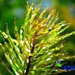 Cây Hoàng Thái Dương xoắn thủy sinh cho bể cá – cây trang trí hồ cá đẹp