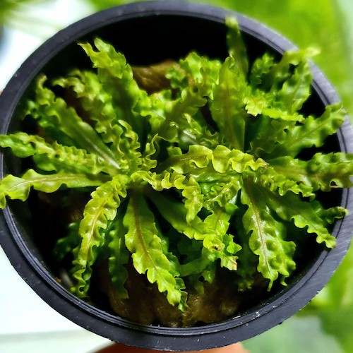 Cây Sao Nhỏ thủy sinh trang trí bể cá