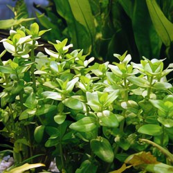 Cây Lệ Nhi thủy sinh cho hồ cá – cây trang trí bể cá đẹp