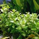 Cây Lệ Nhi thủy sinh cho hồ cá – cây trang trí bể cá đẹp