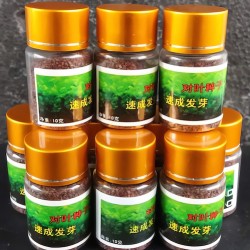 Hạt giống Trân Châu cao trang trí bể cá
