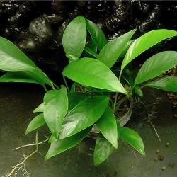 Cây Ráy Đan Mạch thủy sinh trang trí bể cá