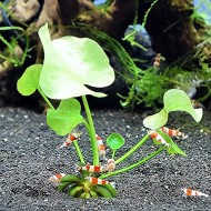 Cây Trang Chuối thủy sinh cho hồ cá – cây trang trí bể cá đẹp