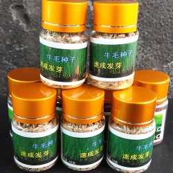 Hạt giống Ngưu Mao Chiên trang trí bể cá