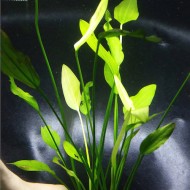 Cây Thanh Đảng thủy sinh cho bể cá – cây trang trí hồ cá