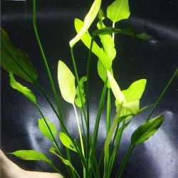 Cây Thanh Đảng thủy sinh cho bể cá – cây trang trí hồ cá