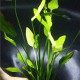 Cây Thanh Đảng thủy sinh cho bể cá – cây trang trí hồ cá Cây Thanh Đảng thủy sinh cho bể cá – cây trang trí hồ cá