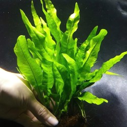 Cây Dương Xỉ Java thủy sinh cho hồ cá – cây trang trí bể cá dễ trồng